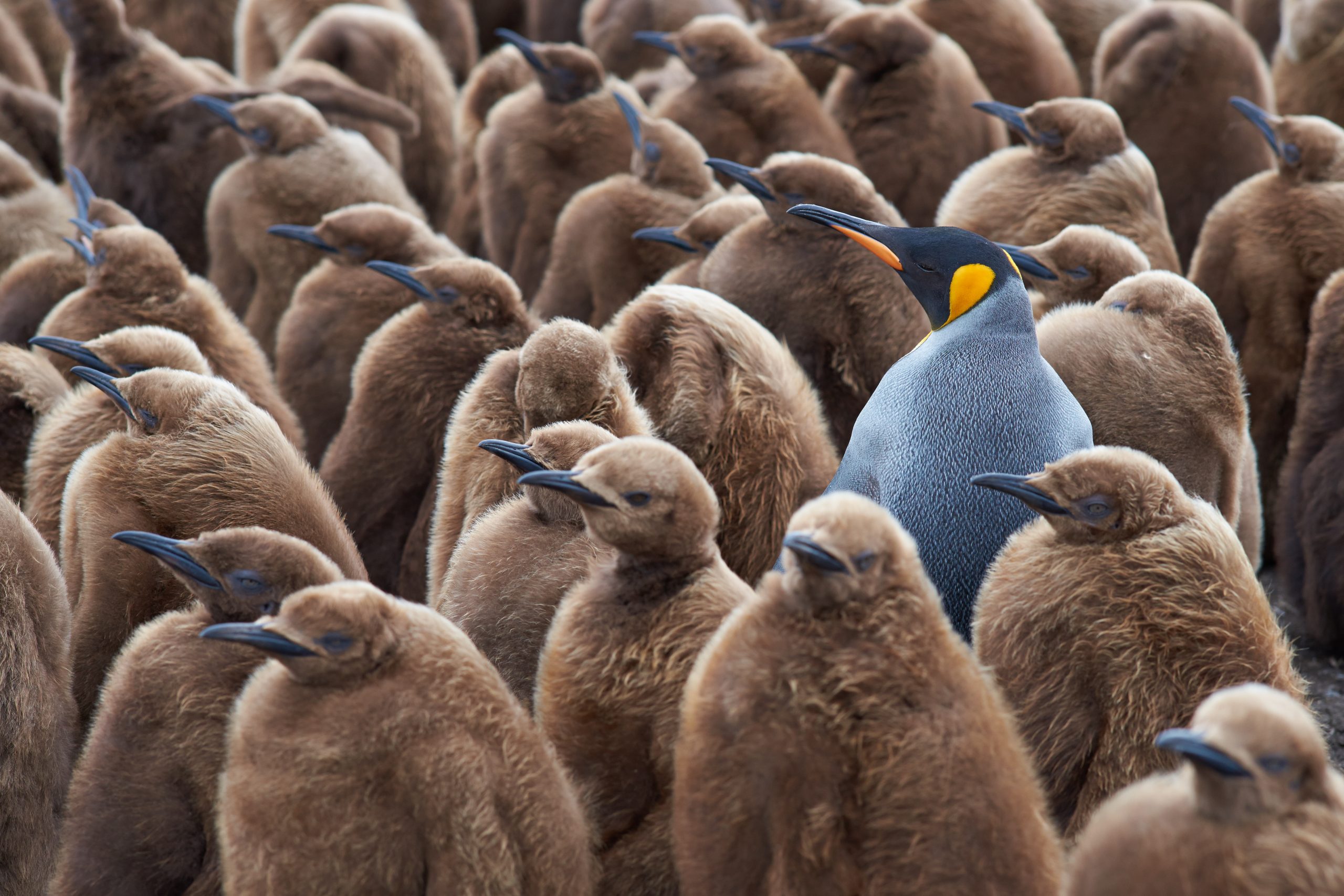 An image of an adult emperor penguin standing in a group of chicks