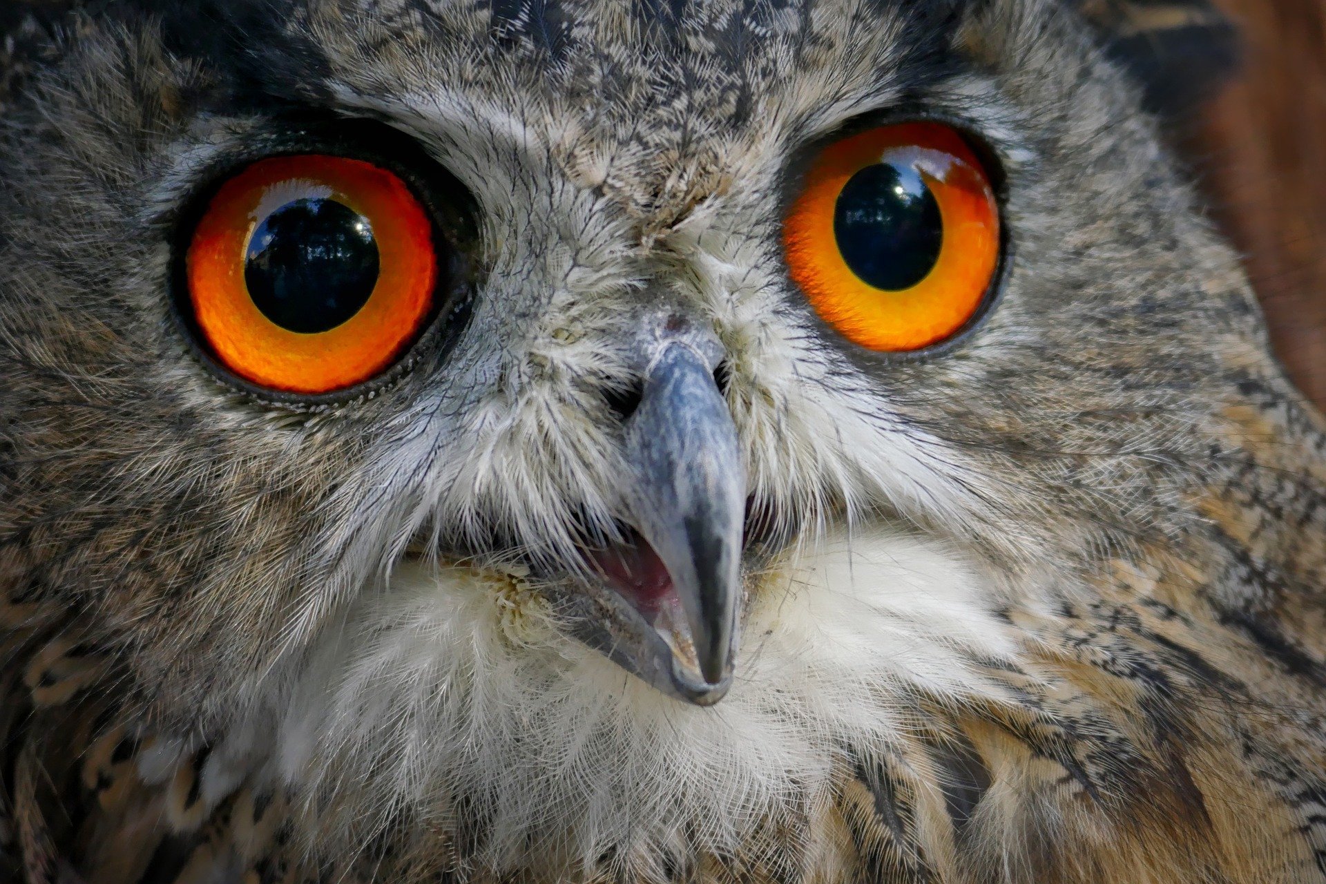 A closeup of an owl.