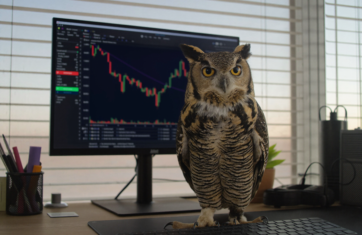 A great horned owl perched on an office desk beside a monitor showing a declining stock chart at dawn
